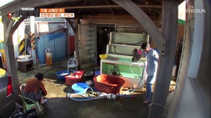 식객도 처음 먹어보는 키조개 生 관자★ 과연 그 맛은~? TV CHOSUN 20211001 방송