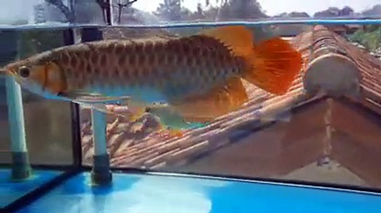 arowana (8)