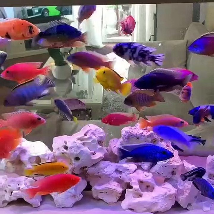 arowana (3)