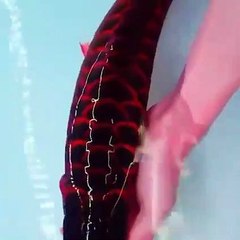 arowana (5)
