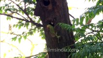 Rose-ringed Parakeet (Psittacula krameri) at nest-hole