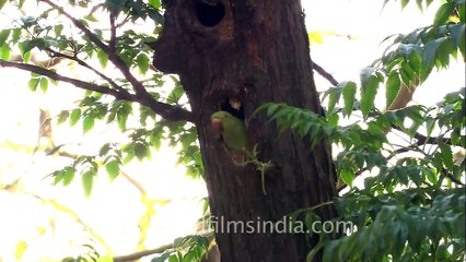 Rose-ringed Parakeet (Psittacula krameri) at nest-hole