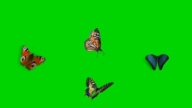 Colourful butterflies Green screen Animation effects HD footage , chroma key effect, green screen effect