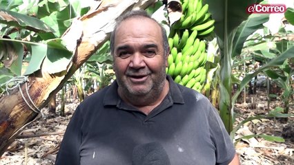 Los plataneros de La Palma, golpeados por la incertidumbre de la erupción