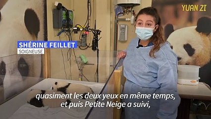 Pandas: au zoo de Beauval, les jumelles grandissent bien