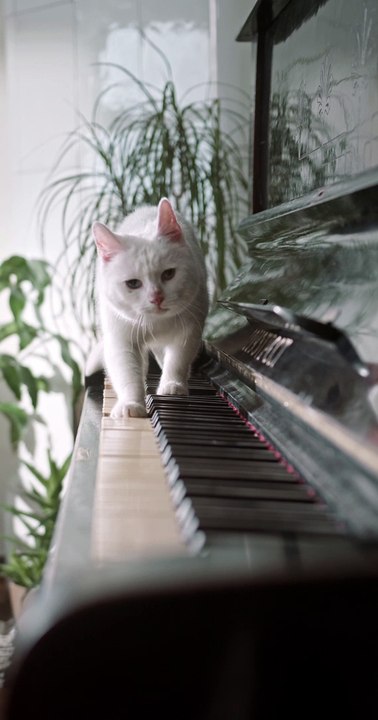 Funny Cat (Kucing Lucu Part 3)