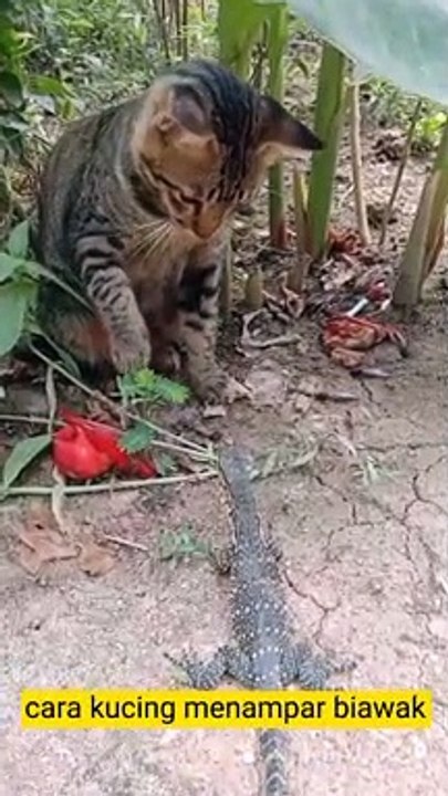Cara kucing menampar biawak#shorts#animal