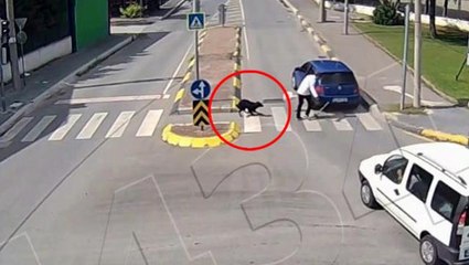 Dikkatsizliğin bu kadarı! Köpek bile kaza karşısında neye uğradığını şaşırdı