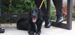 Rescued dog finds new role with Notts Police