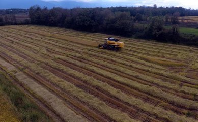 Ata tohumundan yetiştirilen Konuralp pirincinin hasadı başladı