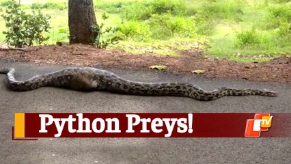 Huge Python Swallows ‘Goat’ Odisha