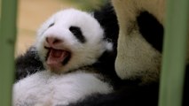 Zoo de Beauval : les jumelles pandas grandissent et ont ouvert les yeux
