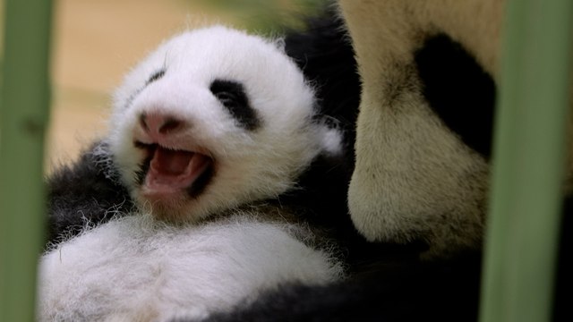 Zoo de Beauval : les jumelles pandas grandissent et ont ouvert les yeux