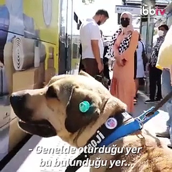 İBB: İstanbul'u turlayan köpek BOJİ'nin bakımını yaptık, GPS taktık, artık nerede ne yapıyor biliyoruz