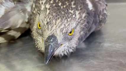 Yaralı alaca şahin tedavi altına alındı