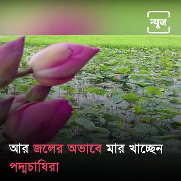 Lotus Farmers Reporting A Major Crop Failure