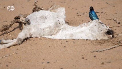 Drought devastates northern Kenya