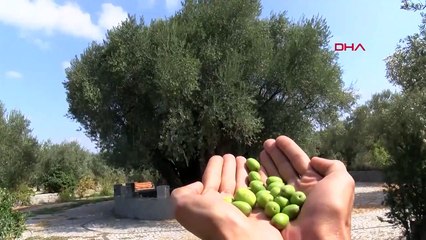1659 Yaşındaki Zeytin Ağacı Hasat Edilecek