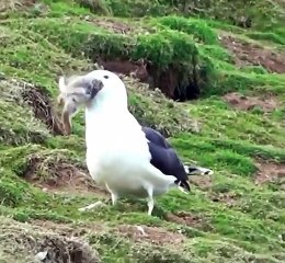 Des images incroyables d'un goéland marin avalant un terrier de lapin