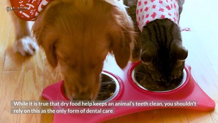 Typical Myths about Pet Dental Health That You Should Not Believe