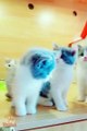 Cute cats ❤️ Cutest cat in the world ❤️ Cute cats compilation 2018