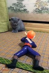 Cute Cats and Funny Dogs Videos Compilation 2018  #26