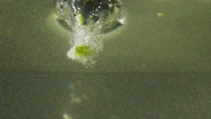 Fresh Hop Beers to Drink This Fall