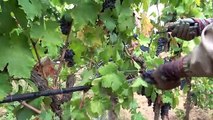 Scienza & Salute: la storia epica dell'uva, tra salute e gusto