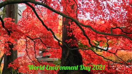 World Environment Day 2021 Forest music  Relaxing music  विश्व पर्यावरण दिवस || soothing music 