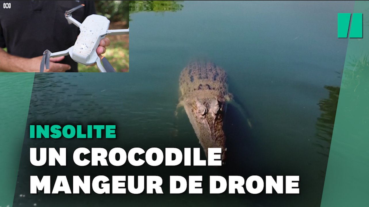 Un crocodile croque le drone d'une chaîne de télé en plein tournage