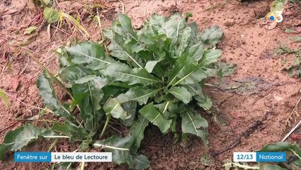 Occitanie : le pastel, l'or bleu de Lectoure