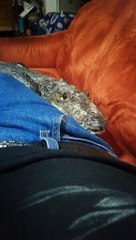 Ce crocodile adore les calins