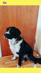 Dog Whining For Attention | How to Train ?