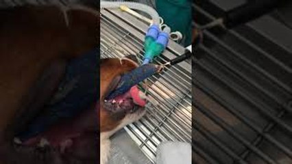 Veterinarian Pulls Leash Out of Dog's Throat