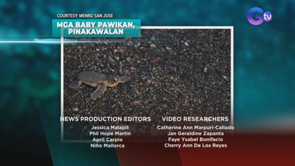 Mga baby pawikan, pinakawalan | SONA