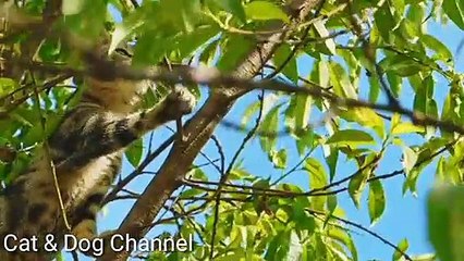 Cute Baby Cats - lazy and Funny Cat Videos Compilation.CatFamily