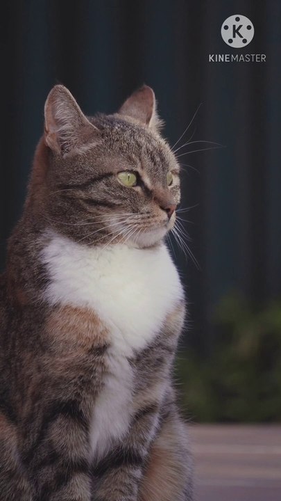 Cute cat