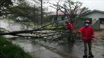 Queda de árvore deixa via interditada no Bairro Maria Luiza, em Cascavel