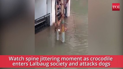 Vadodara rains When a crocodile almost made a meal of dogs