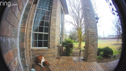 dog rings door bell when gets locked out lol