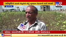 Farmers from Vanthli incur major losses due to heavy rainfall, Junagadh _ TV9News