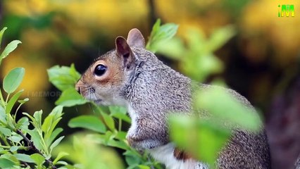 Unknown Facts I Squirrel and Chipmunk I I Memory