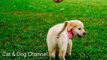 Cute puppy - Cute Dog | Cute Animals Video | Pet's world | Develops Your Dog