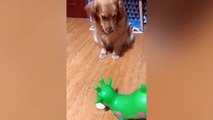 Try Not To Laugh- Funny Pets Reaction Videos- Aww Pets