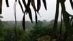 Rain in the Bogor Forest