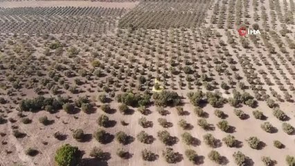 Manisa'da hasadı başlayan zeytinde endişe veren görüntü