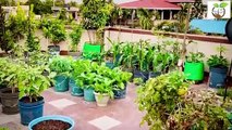 kitchen gardening