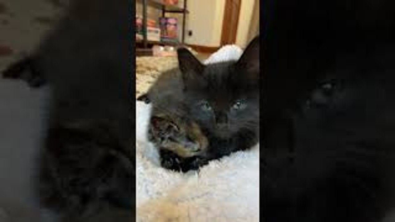 Rejected Kitten Suckles on Brother Instead