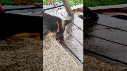 German Shepherd Salivates and Stares on Stairs