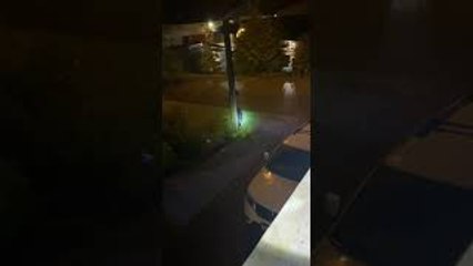 Bear Cubs Climb Down Utility Pole